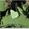 callophrys rubi female rost